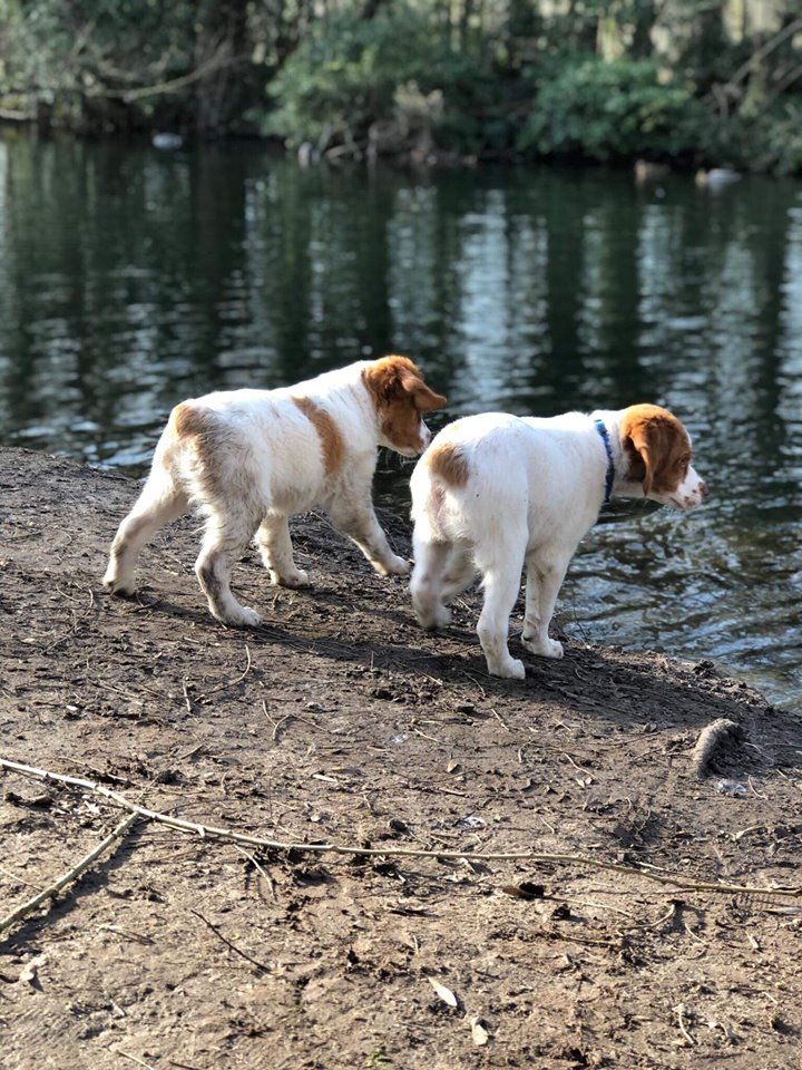 Portée Jaque du Hameau de Sorny X Maya Du Moulin de Leuville